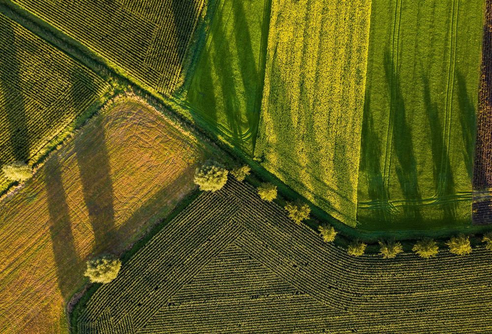 Aerial view of fields of different crops divided by a line of trees